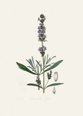 Lavender (lavandula Ipica)  Medical Botany
