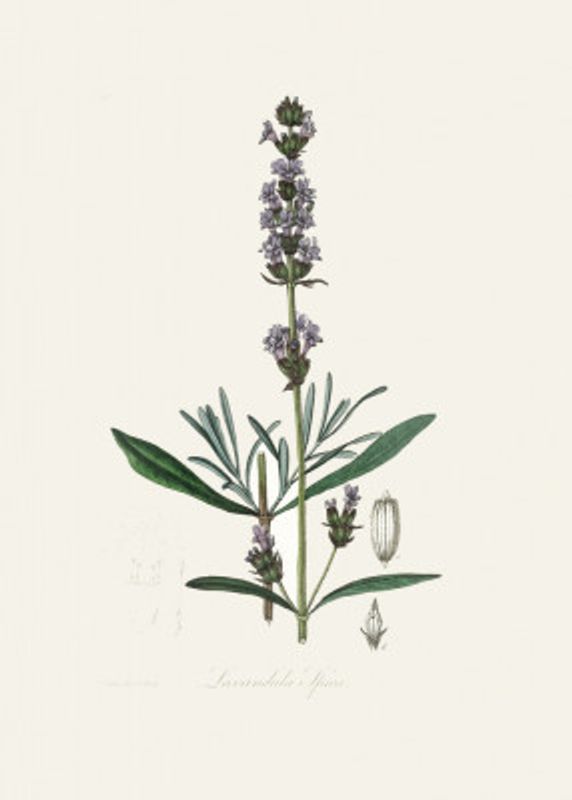 Lavender (lavandula Ipica)  Medical Botany