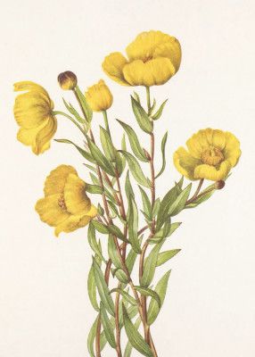 Bushpoppy From North American Wildflowers (1925) By Mary Vaux Walcott