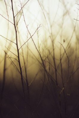 The Serene Beauty of Nature