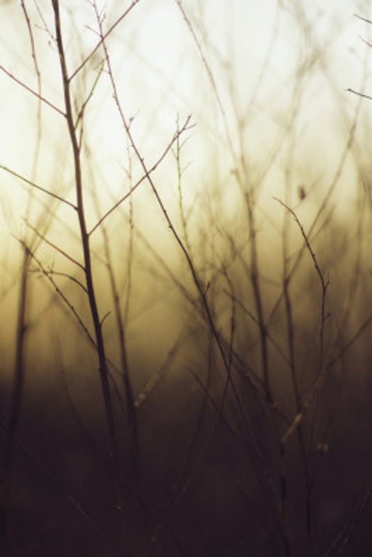 The Serene Beauty of Nature