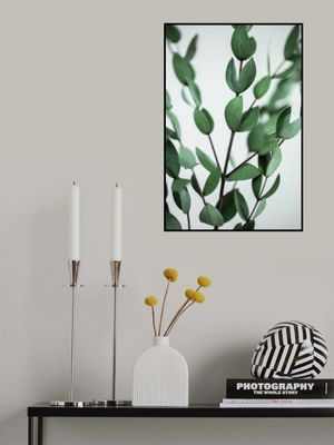 Eucalyptus Branches