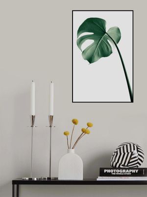 Monstera Natural 36