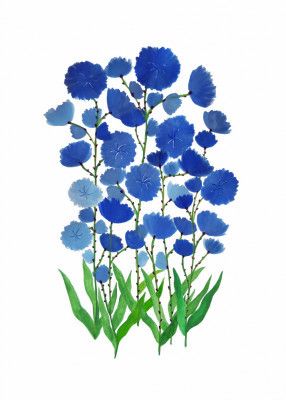 Wild Skyblue Flowers