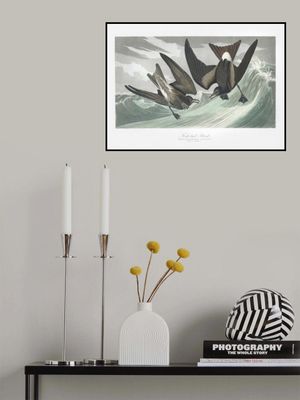 Fork Tailed Petrel From Birds of America (1827)