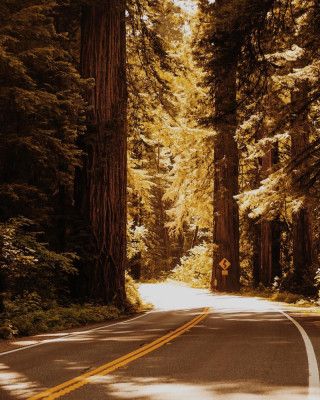 Road to the Redwoods