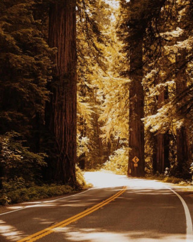 Road to the Redwoods
