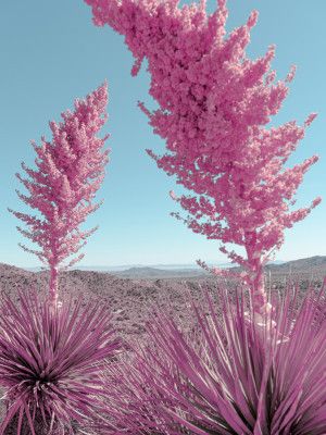 Blooming Pink Yuccas in the Mojave Desert