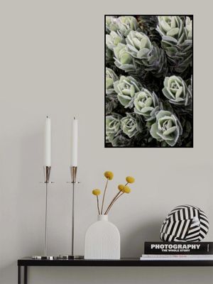 Green Succulents Showcases