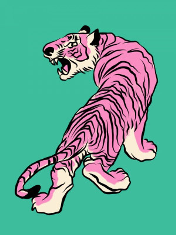 Pink Tiger Against A Teal Background