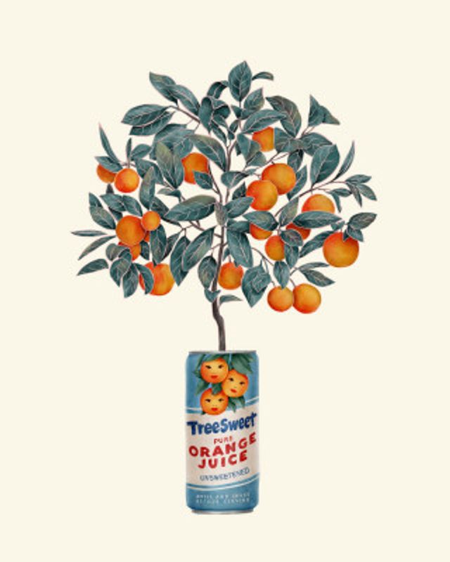 Orange Tree