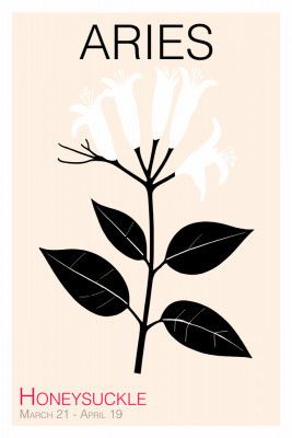 Aries Honeysuckle Plant