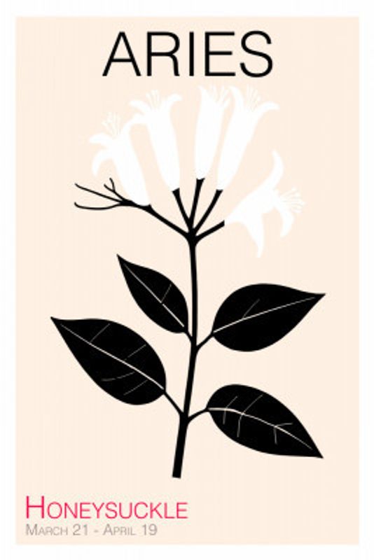 Aries Honeysuckle Plant