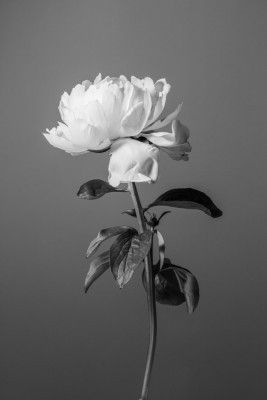 Peony BW