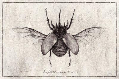 Pencil Drawing Of A Eupatorus Gracilicornis Beetle