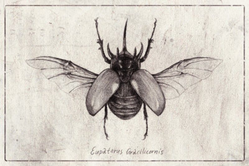 Pencil Drawing Of A Eupatorus Gracilicornis Beetle