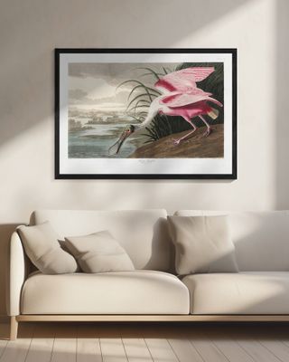 Roseate Spoonbill From Birds of America (1827)