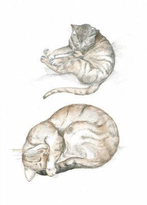 Two Cat Studies