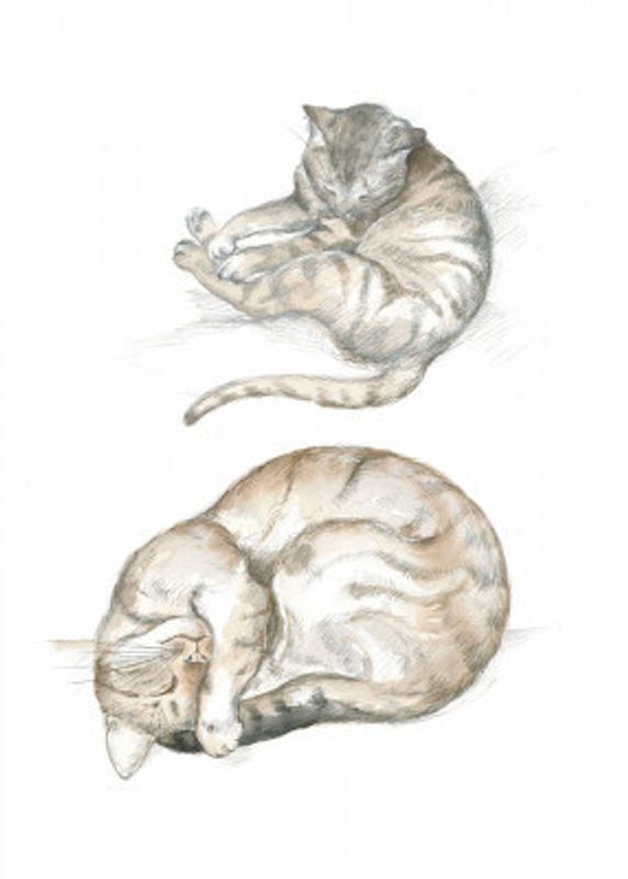 Two Cat Studies