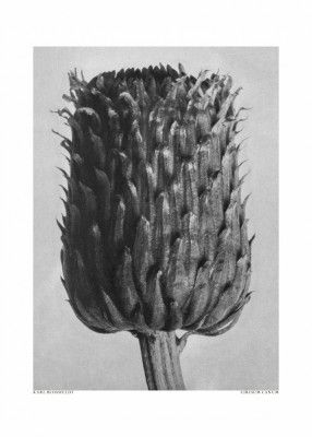 Cirsium Canum (Thistle)