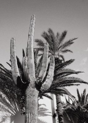 Cactus Bw Las Vegas