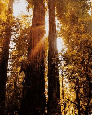 Redwood Forest Sunbeams IV