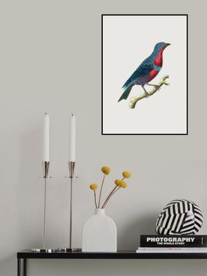 Purple Breasted Chatterer