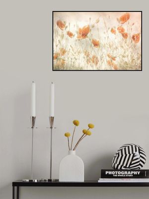 Poppies in the field