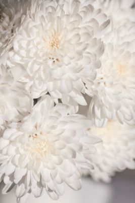 White Flowers 2
