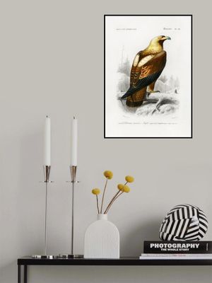 Eastern Imperial Eagle