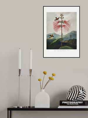 Large–Flowering Sensitive Plant from The Temple of Flora (1807)