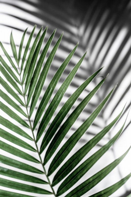 Vibrant Green Palm Leaf