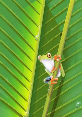 Tree Frog