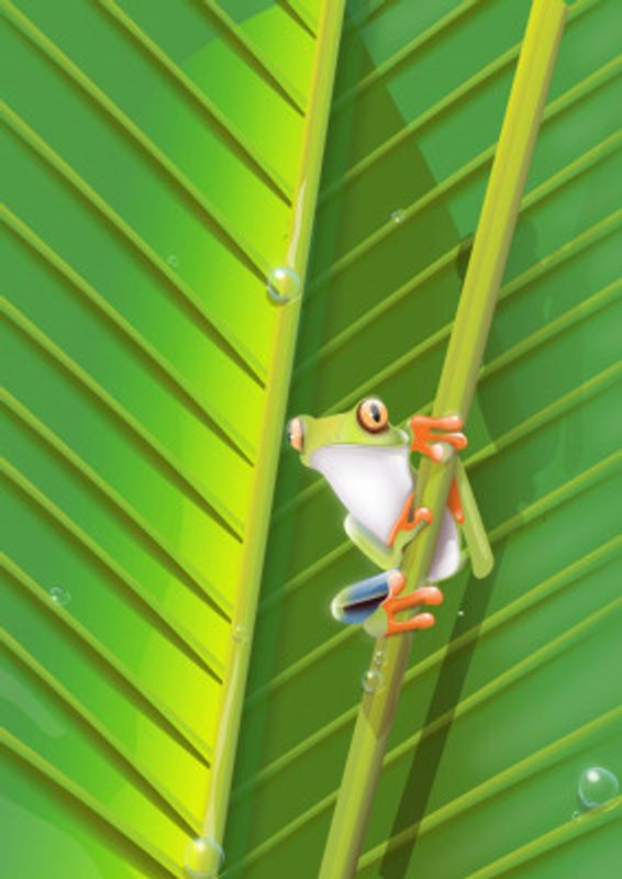 Tree Frog