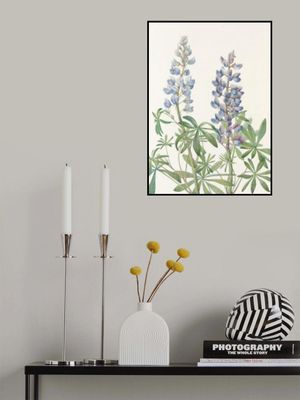 Sundial Lupine From North American Wildflowers (1925) By Mary Vaux Walcott