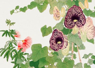 Albizia & Aristolochia Flower No.2