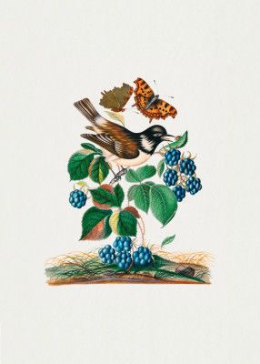 White-cheeked Starling