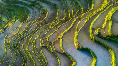 Terraced Fields