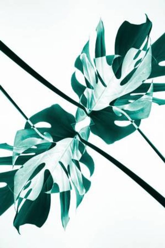 Monstera Kaleidoscope 08