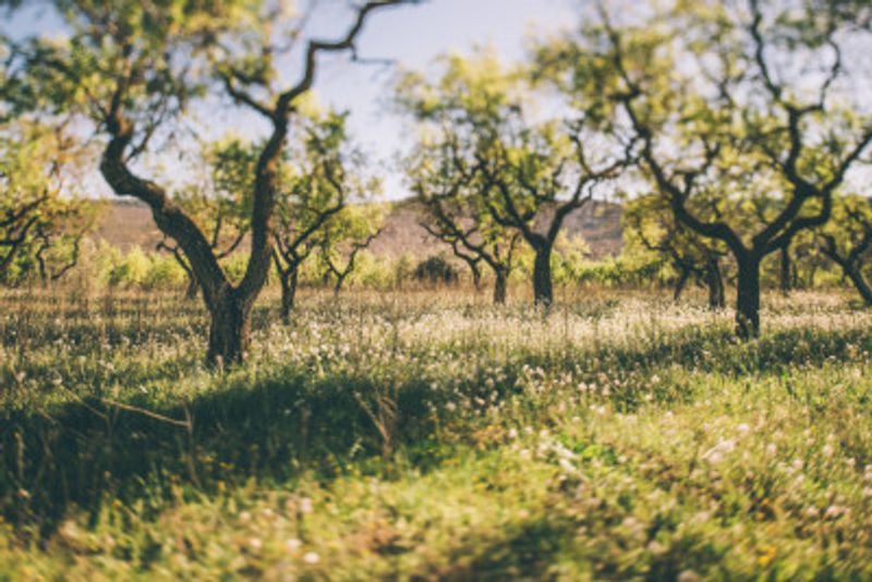 Almond Grove Bathes In Sunlight