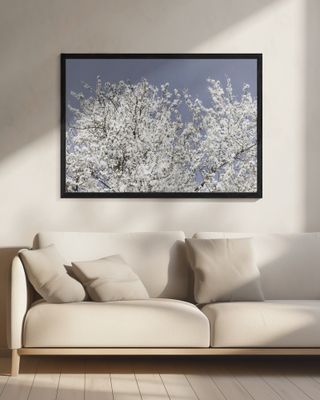 White Spring Blossoms