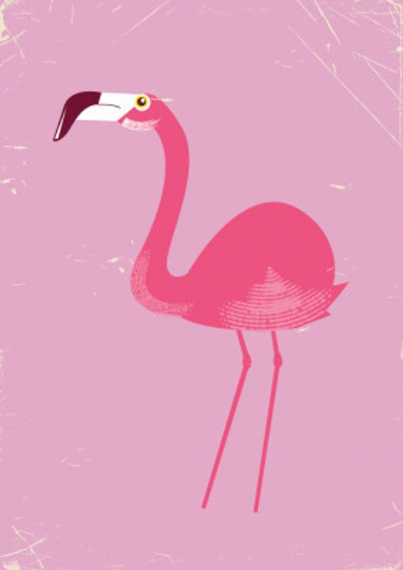 Flamingo Bird