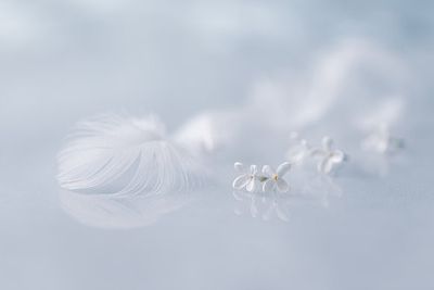 Leitmotiv of spring...