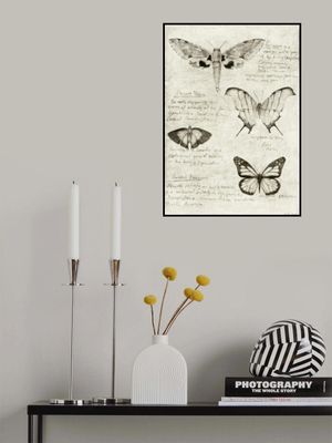 Butterfly Illustrations
