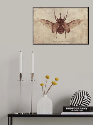 Eupatorus Gracilicornis Copy