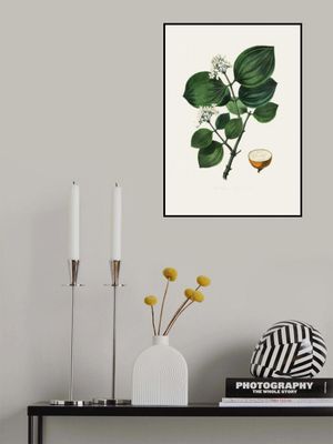 Poison Nu (strychnos Nux Vomica) Medical Botany