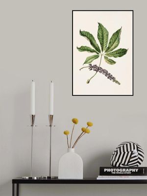 Antique Plant Drawn By Sarah Featon (1848–1927)