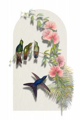 Black Backed Thornbill