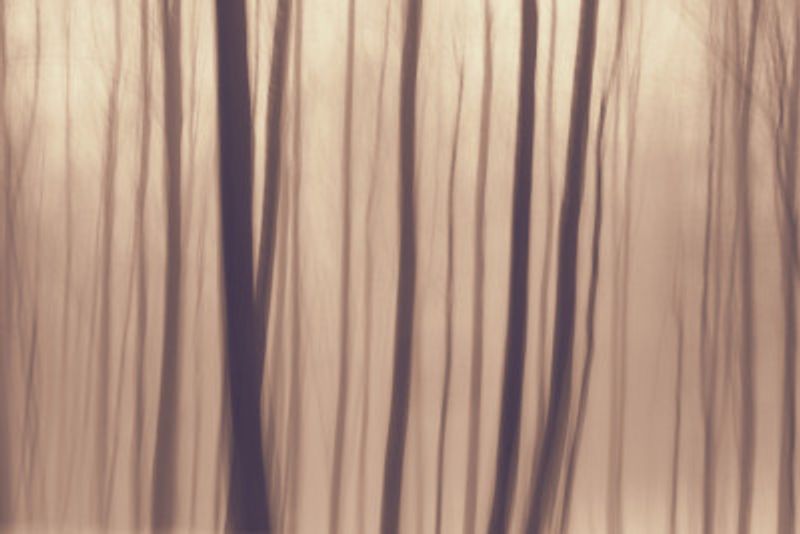 Trees In Forest 9