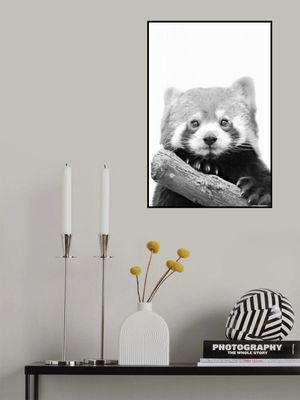 Red Panda